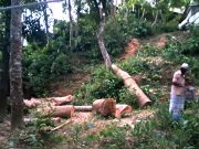 কক্সবাজার সদরে শতবর্ষী গাছ কাটার অভিযোগ