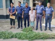 পীরগাছায় শুকনো গাঁজা, কলাবাগানে লুকানো ৩০ গাছ সহ আটক ১