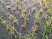 পীরগাছায় ঘাস মারা ঔষধ দিয়ে কৃষকের ধান গাছ নষ্ট